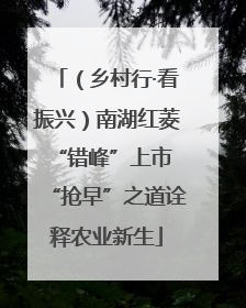 （乡村行·看振兴）南湖红菱“错峰”上市 “抢早”之道诠释农业新生