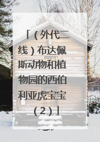（外代二线）布达佩斯动物和植物园的西伯利亚虎宝宝（2）