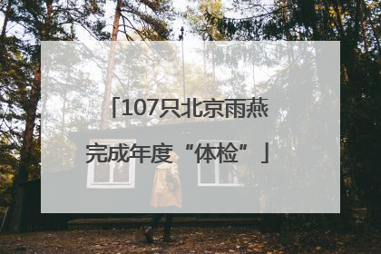 107只北京雨燕完成年度“体检”